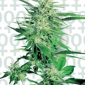 Big Bud