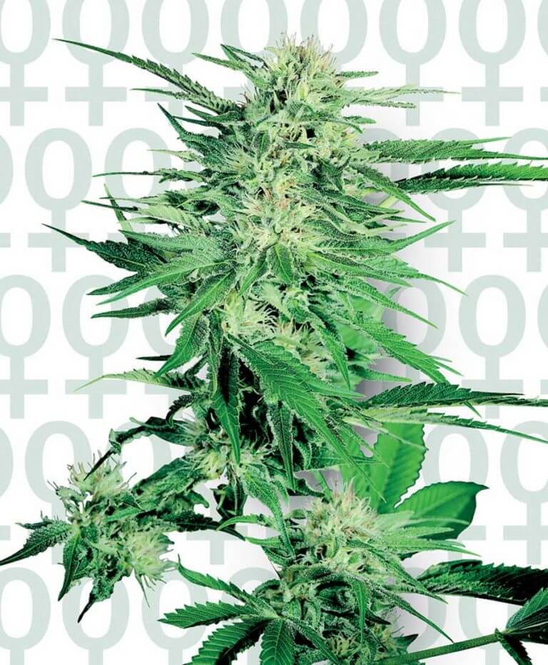 Big Bud