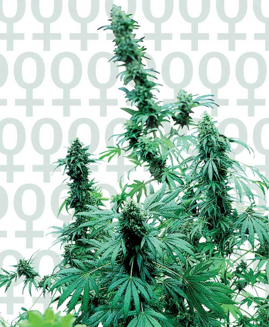 Early Skunk Sensi Seeds Early Skunk