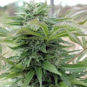 Afghani Gold