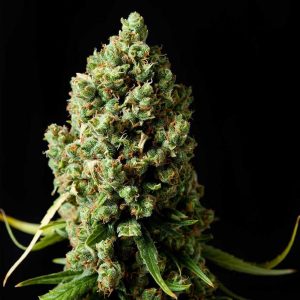 Amnesia Haze Feminized Seeds van Royal Queen