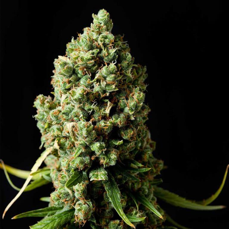 Amnesia Haze Feminized Seeds van Royal Queen