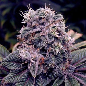 Blueberry Blue Berry