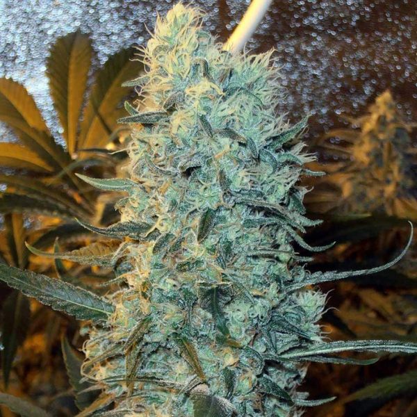 Power Plant
