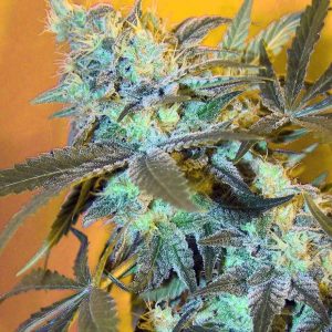 White Widow zaden