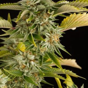 OG Kush Dinafem