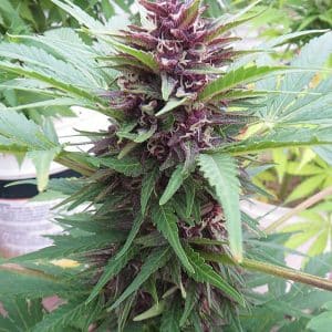 autoflowerzaadjes