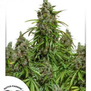 Makkelijke autoflower
