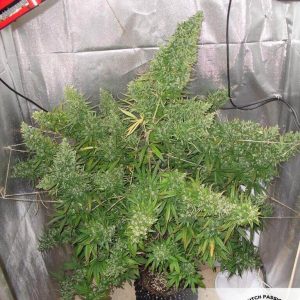 Autoflower met veel THC