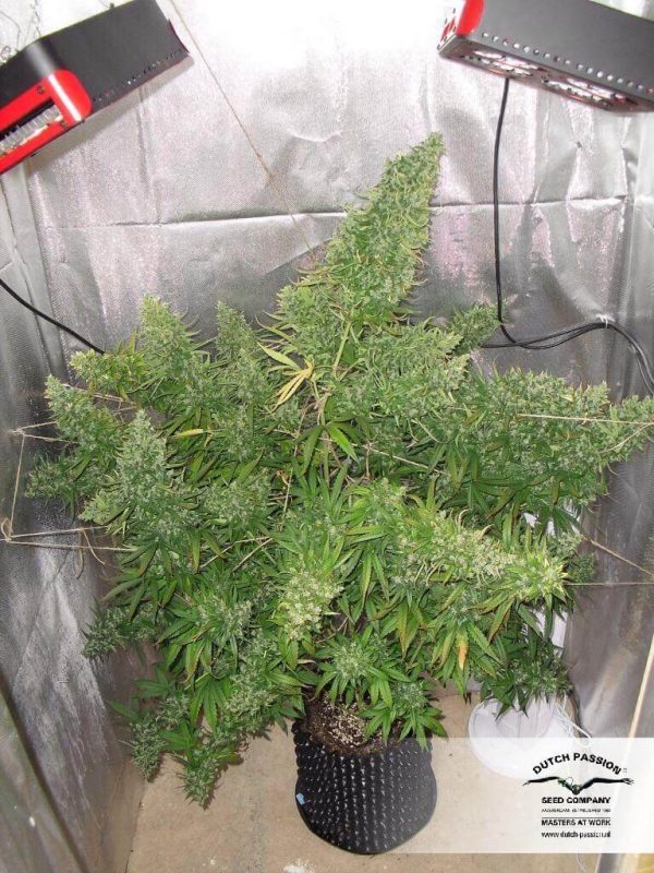 Autoflower met veel THC