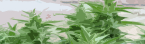 Autoflower wietzaadjes
