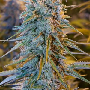 Blue_Dream_blauwe_wiet.jpg