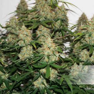 USA Autoflower