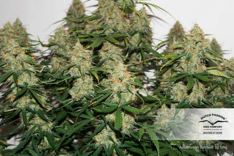 USA Autoflower