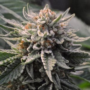 Bubba_Kush_Humboldt_wiet.jpg