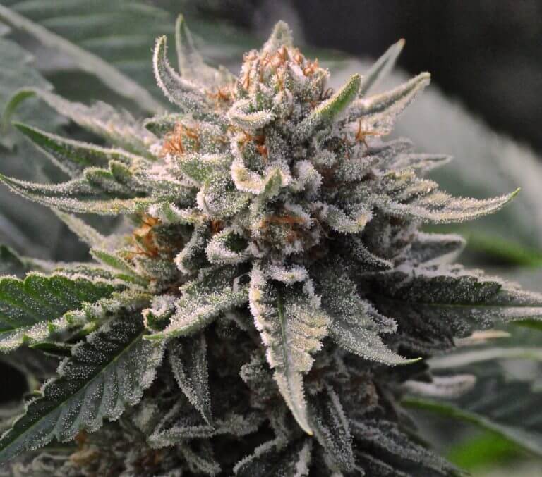 Bubba_Kush_Humboldt_wiet.jpg
