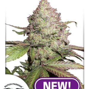 beste CBD Autoflower
