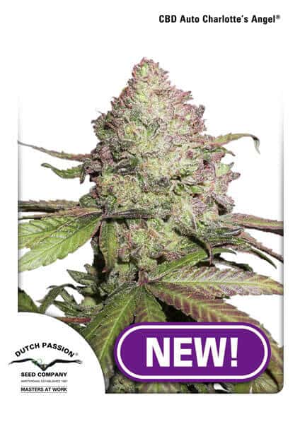 beste CBD Autoflower