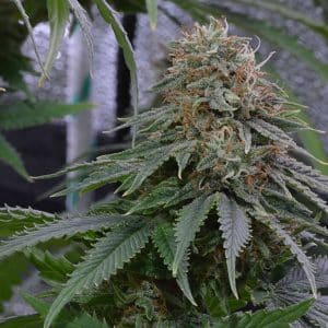 medicinale cannabis