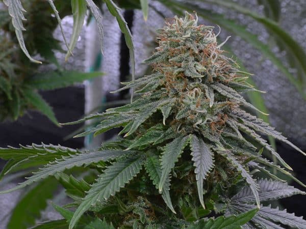 medicinale cannabis