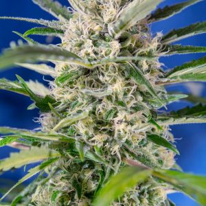 Candy Autoflower