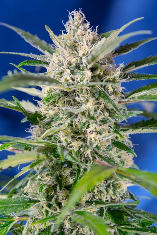 Candy Autoflower