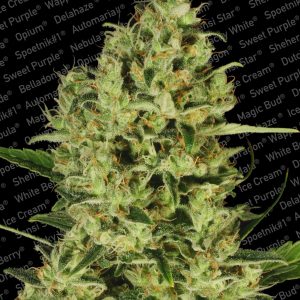 DelaHaze_Paradiseseeds_marihuana.jpg