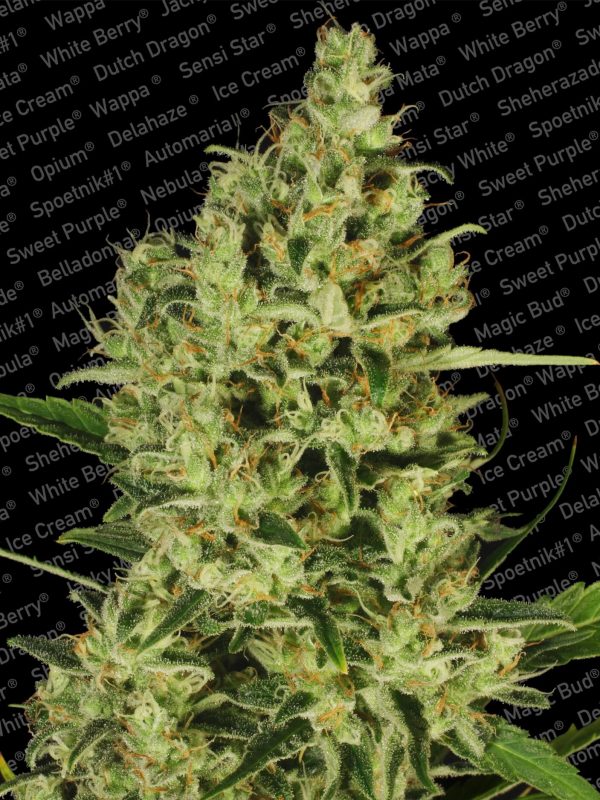 DelaHaze_Paradiseseeds_marihuana.jpg