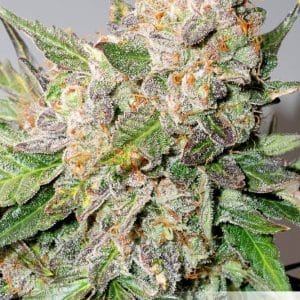 Auto Glueberry OG