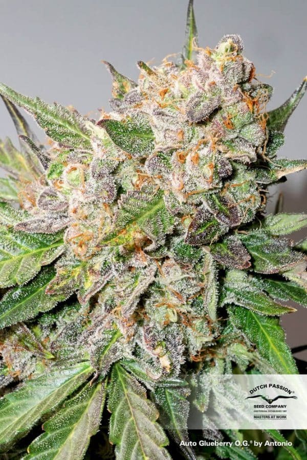Auto Glueberry OG