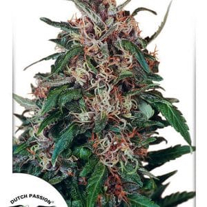 Hollands Hope Feminized wietzaadjes van Dutch Passion