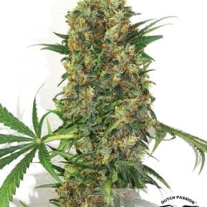 Master Kush