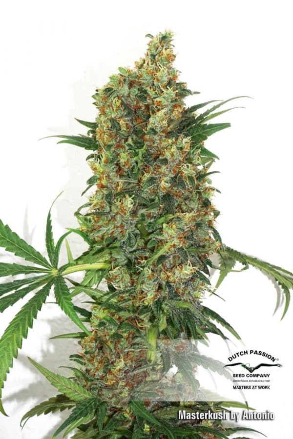 Master Kush