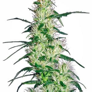 Purple_Haze_wiet.jpg
