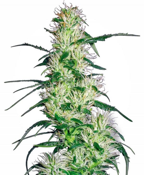 Purple_Haze_wiet.jpg