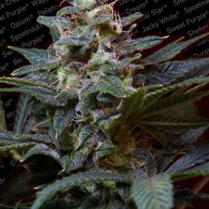 Sweet Purple
