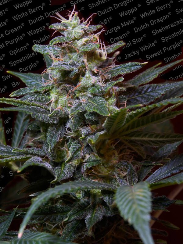Sweet Purple