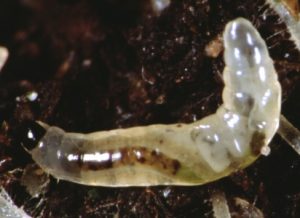 enema_sciarid_larva.jpg