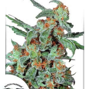 orange-bud-dutch-passion.jpg