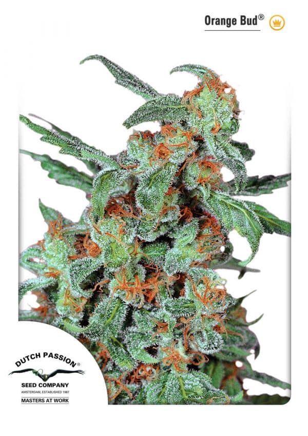 orange-bud-dutch-passion.jpg