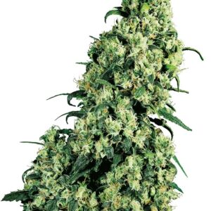 Skunk nr. 1 gefeminiseerde wietzaadjes van zaadbank Sensi Seeds