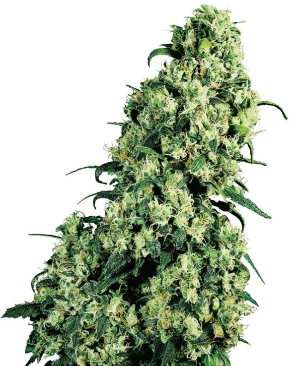 Skunk nr. 1 gefeminiseerde wietzaadjes van zaadbank Sensi Seeds