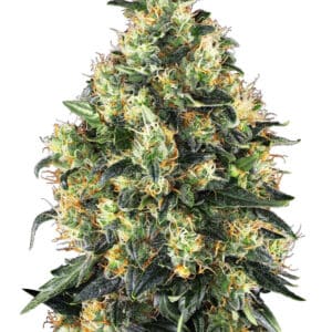 Indica dominante wietplanten kweken met Super Skunk Automatic autoflower wietzaden van Sensi Seeds