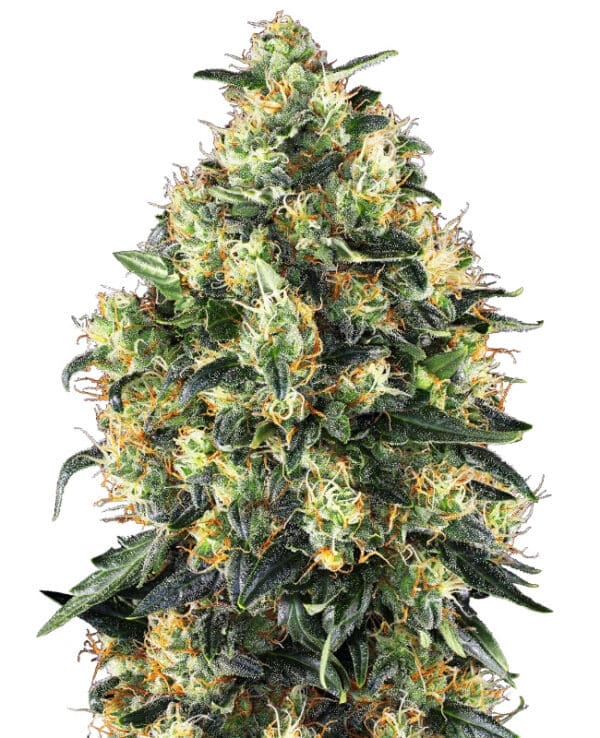 Indica dominante wietplanten kweken met Super Skunk Automatic autoflower wietzaden van Sensi Seeds