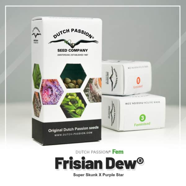 Frisian Dew gefeminiseerde wietzaadjes van Dutch Passion Seeds