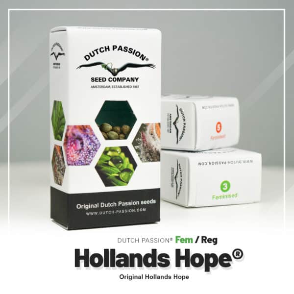 Hollands Hope Feminized seeds van Dutch Passion