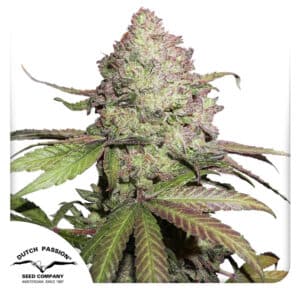 beste CBD Autoflower