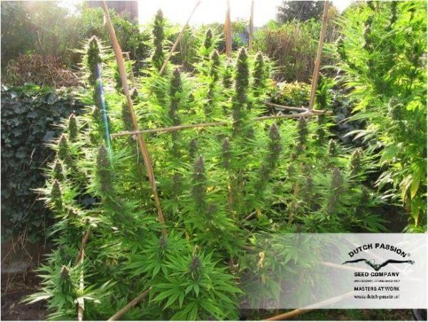 Frisian Dew buitenwiet