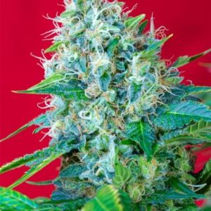 Green Poison