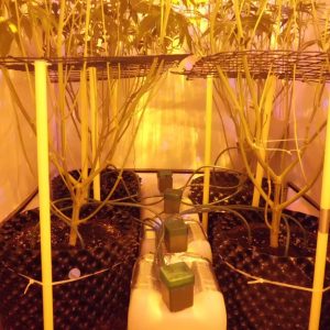 Automatisch water geven